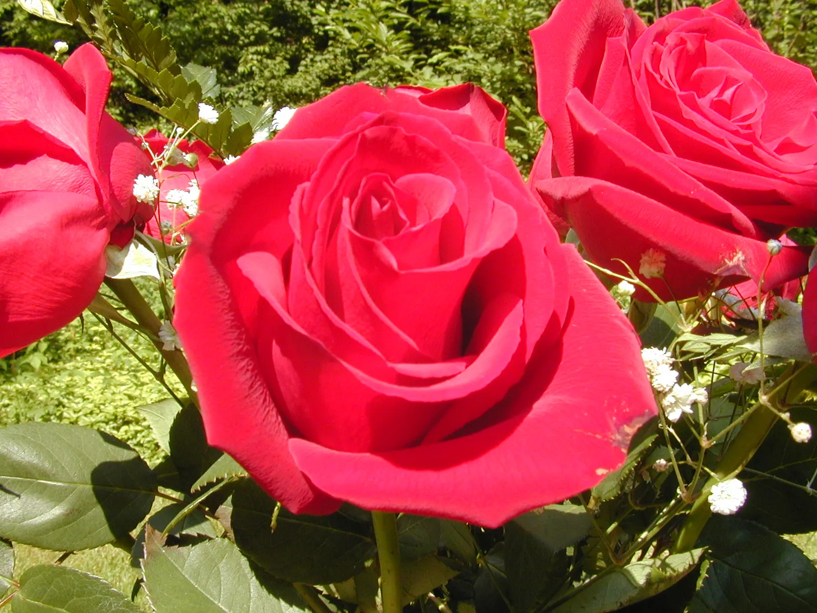 Bild Rose