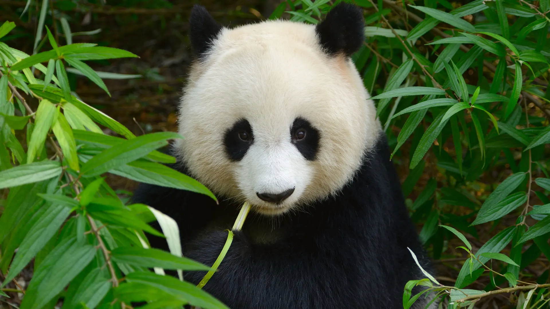 Wwf Panda