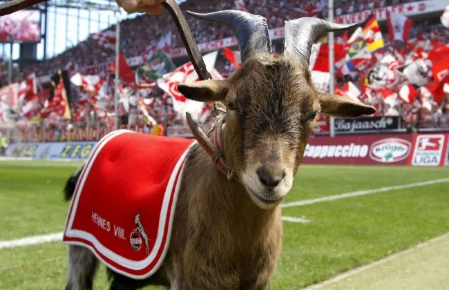 Geißbock Hennes