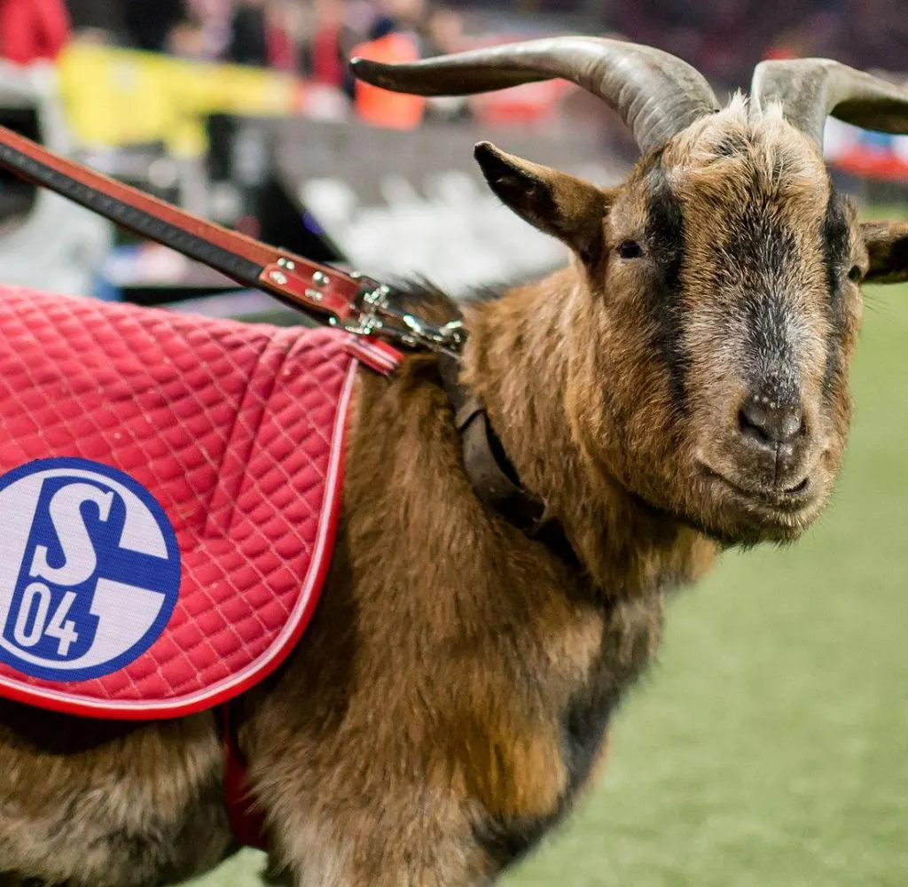 Geißbock Hennes
