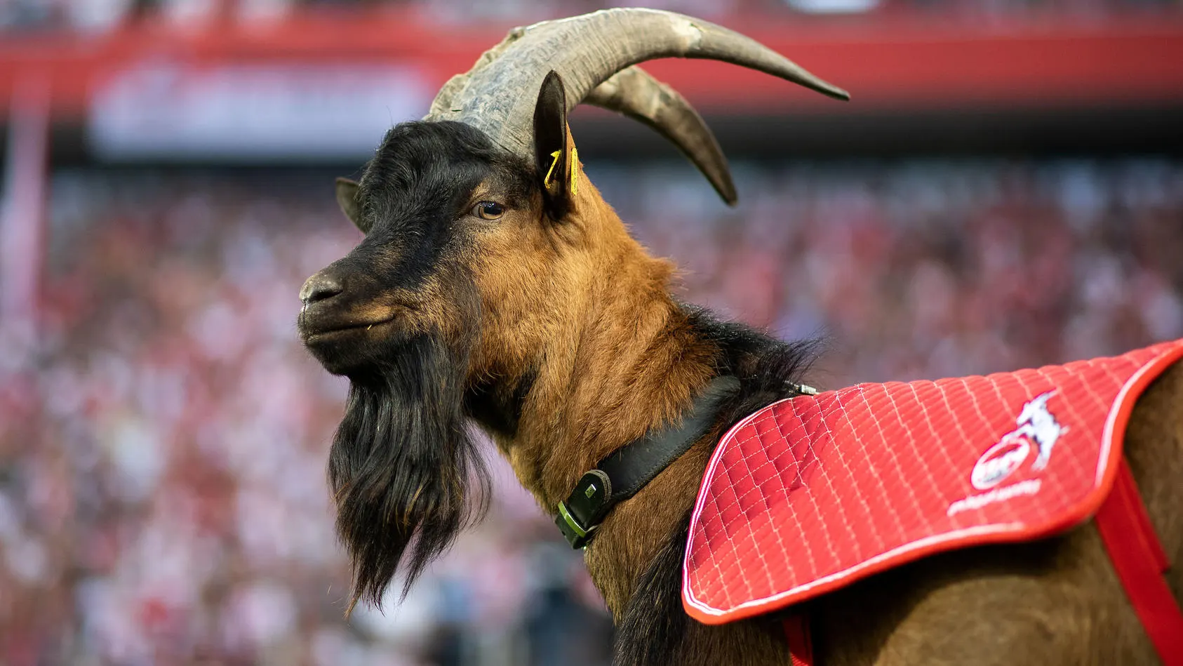 Geißbock Hennes