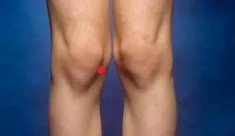 Innenband Knie