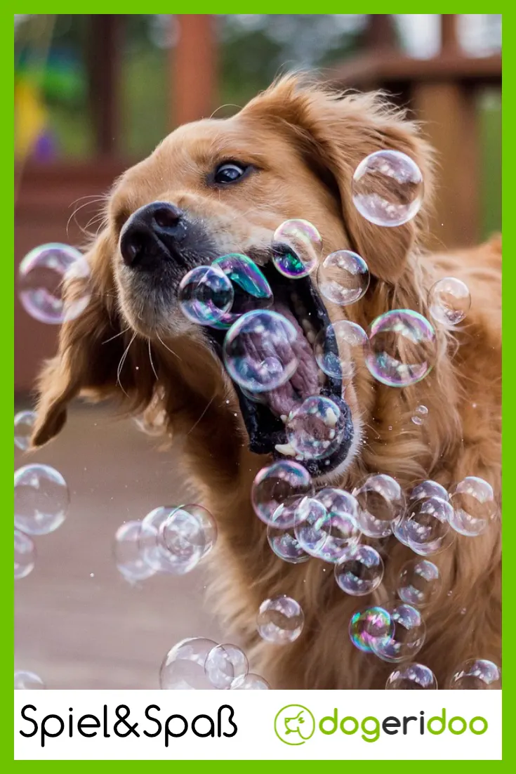 Spiele Für Hunde Im Haus