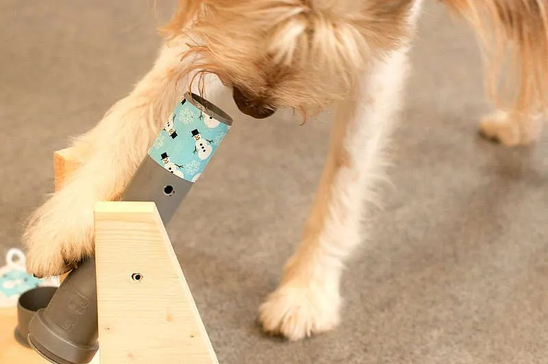 Spiele Für Hunde Im Haus