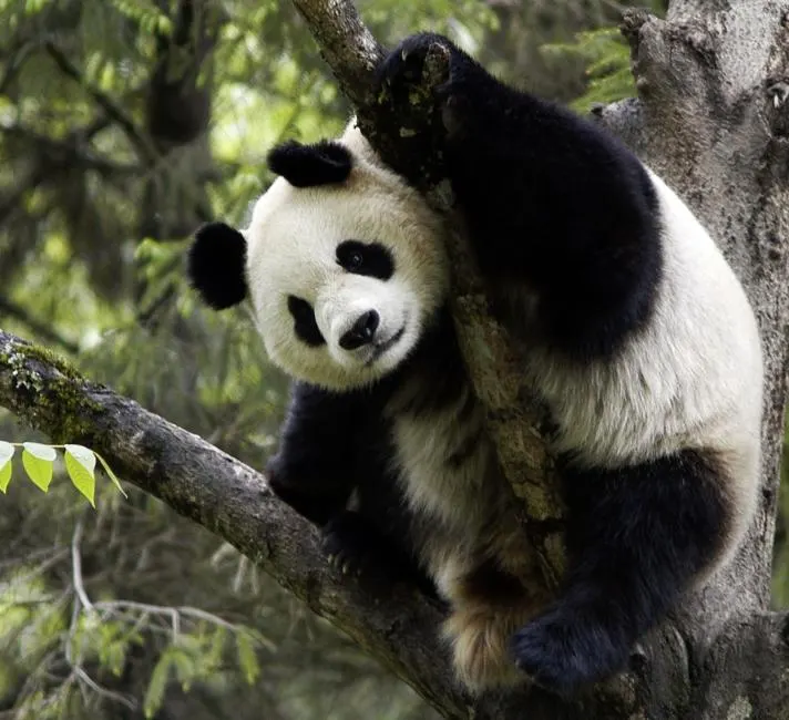 Wwf Panda