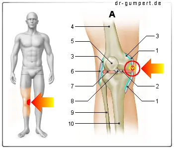 Innenband Knie