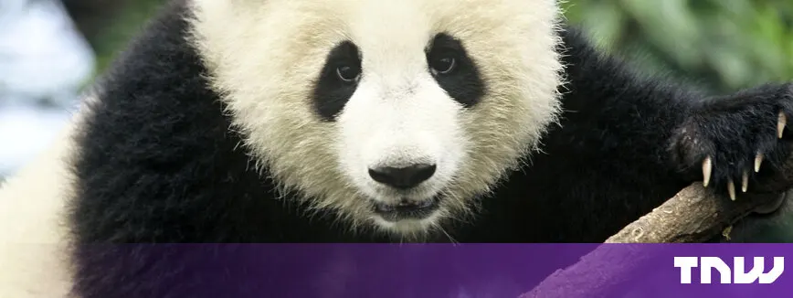 Wwf Panda