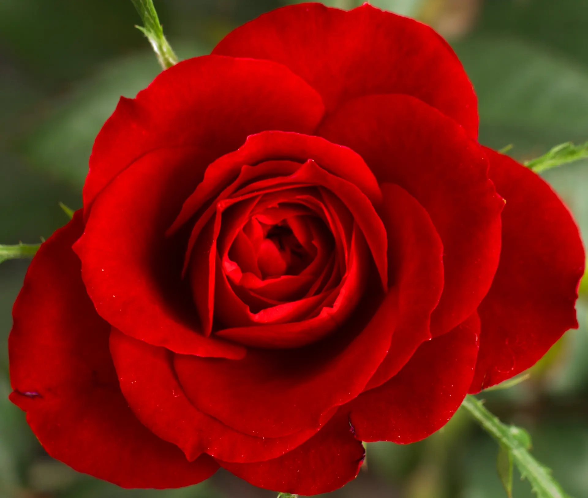 Bild Rose